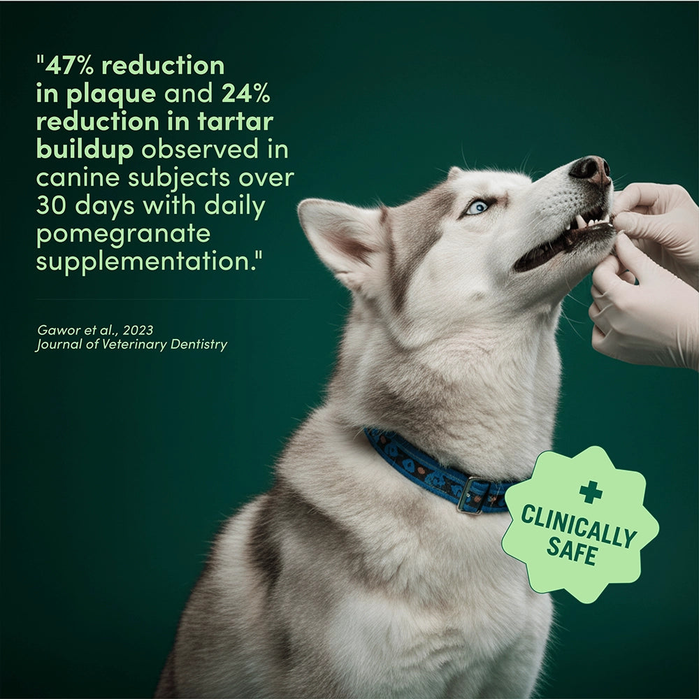 Daily Dental Powder for Fresh Breath & Clean Teeth